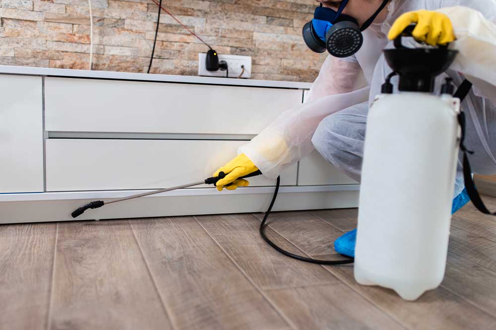 Safe And Effective Removal Of Bugs From Your Home