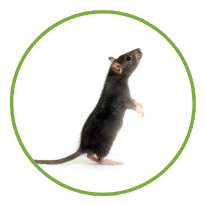 Rodents - Prime Pest Control