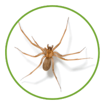 Spiders - Prime Pest Control