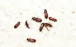 Picture of cockroaches found in house es