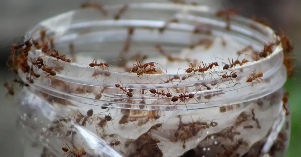 Ant Infestation - Prime Pest Control Solutions