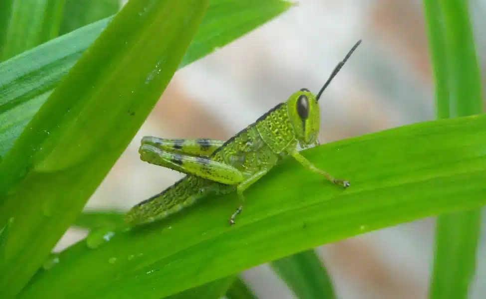 Grasshoppers Pest Identification