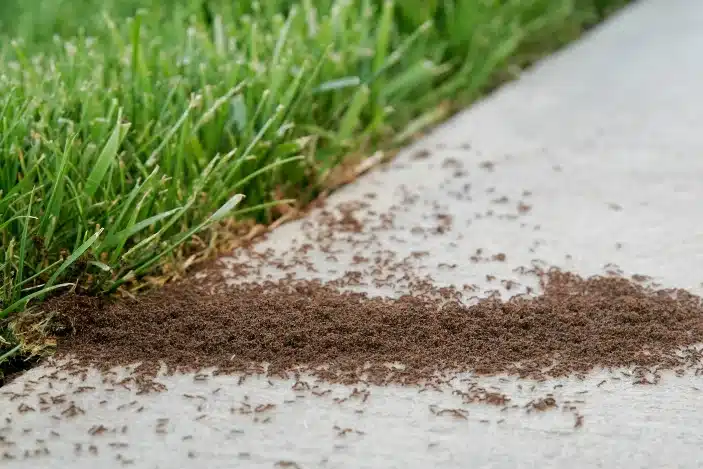 Ant Pest Control Service