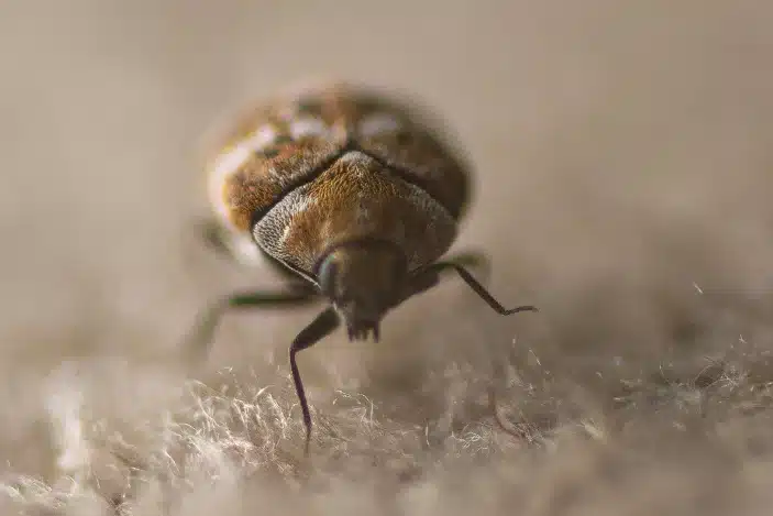Cockroaches Pest Control Service