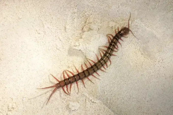 Centipedes Pest Control Service