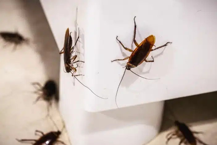 Prime Pest Management Guide Cockroaches