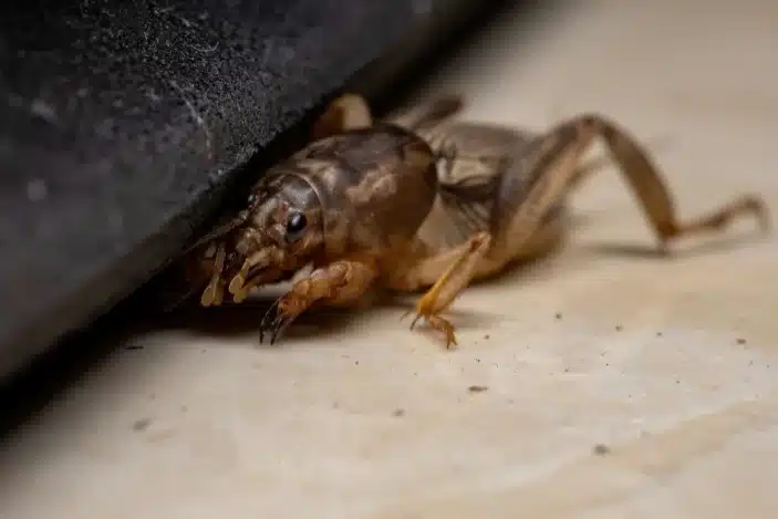 Crickets Pest Control Service