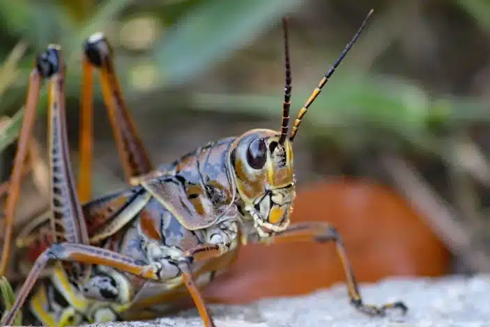 Grasshopppers Pest Control Service