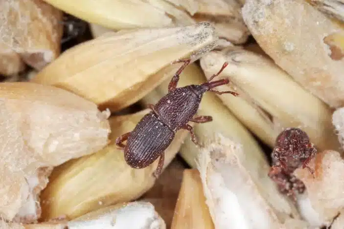 Pantry Pests Pest Control Service