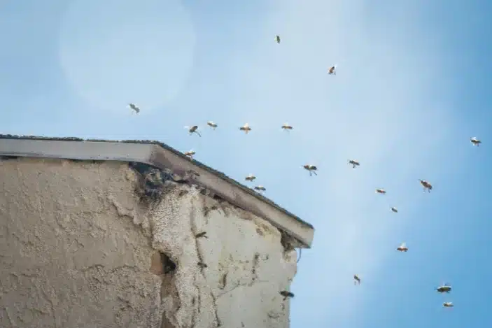 Bees Pest Control Service