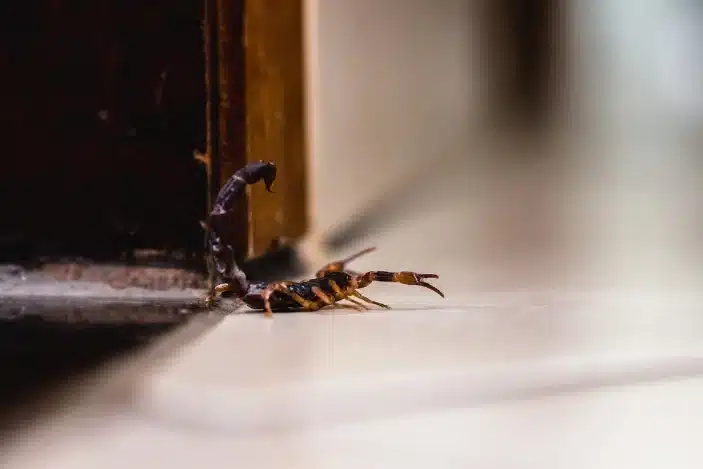 Scorpions Pest Control Service