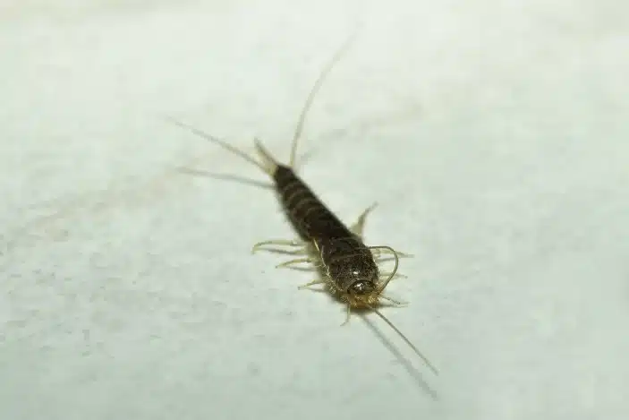 Silverfish Pest Control Service