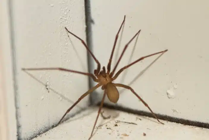 Spiders Pest Control Service