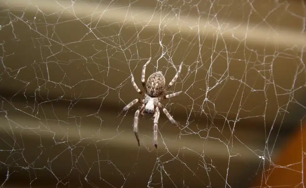 Spiders Main Bug - Prime Pest Control