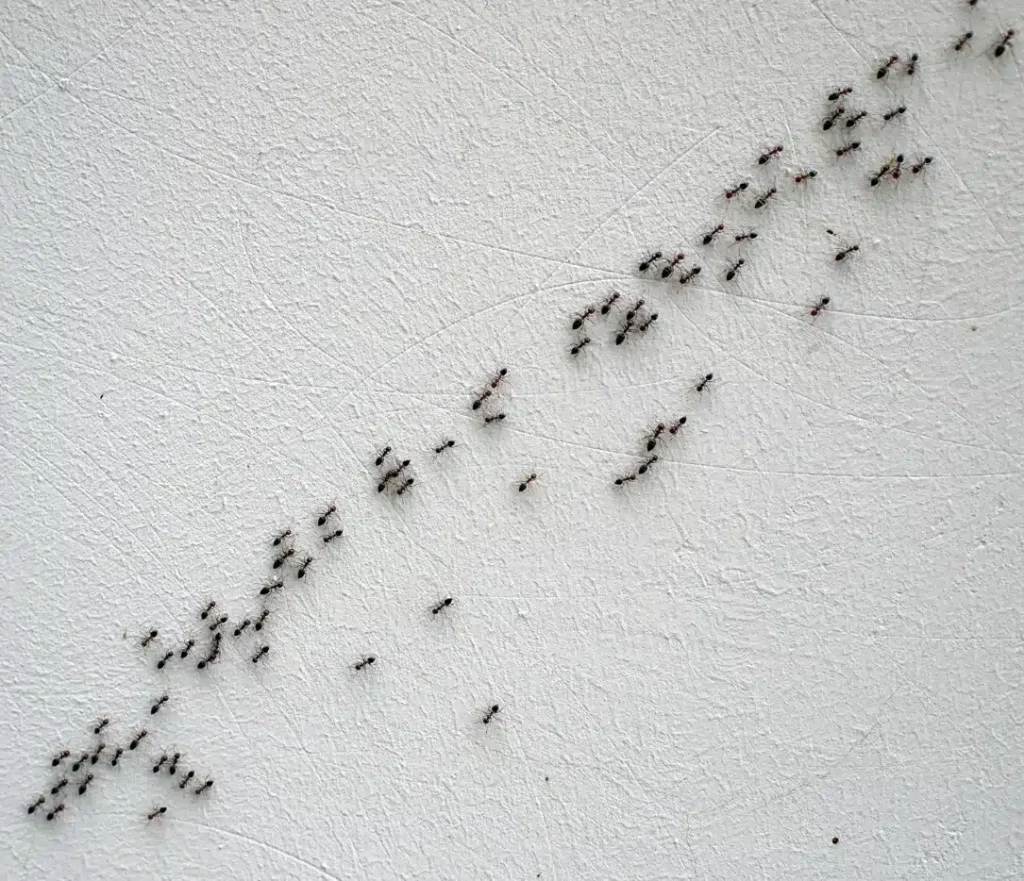 Pest Management Guide