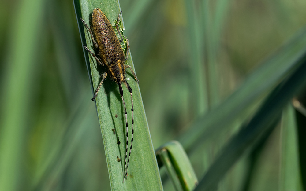 Asphodel Long Horned Beetle - Prime Pest Control Solutions