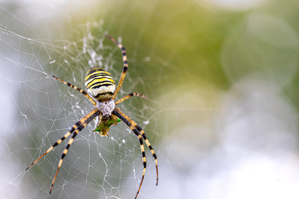 Black Yellow Stripe Argiope Bruennichi Wasp Spider