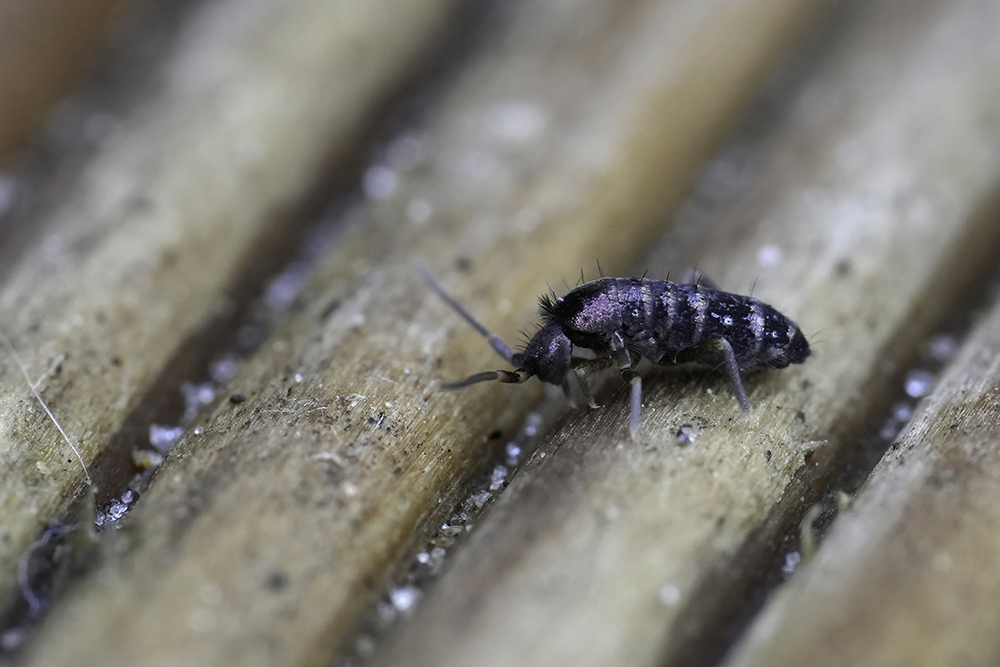 European Elongatebodied Springtail Tomocerus Vulgaris - Prime Pest Control Solutions