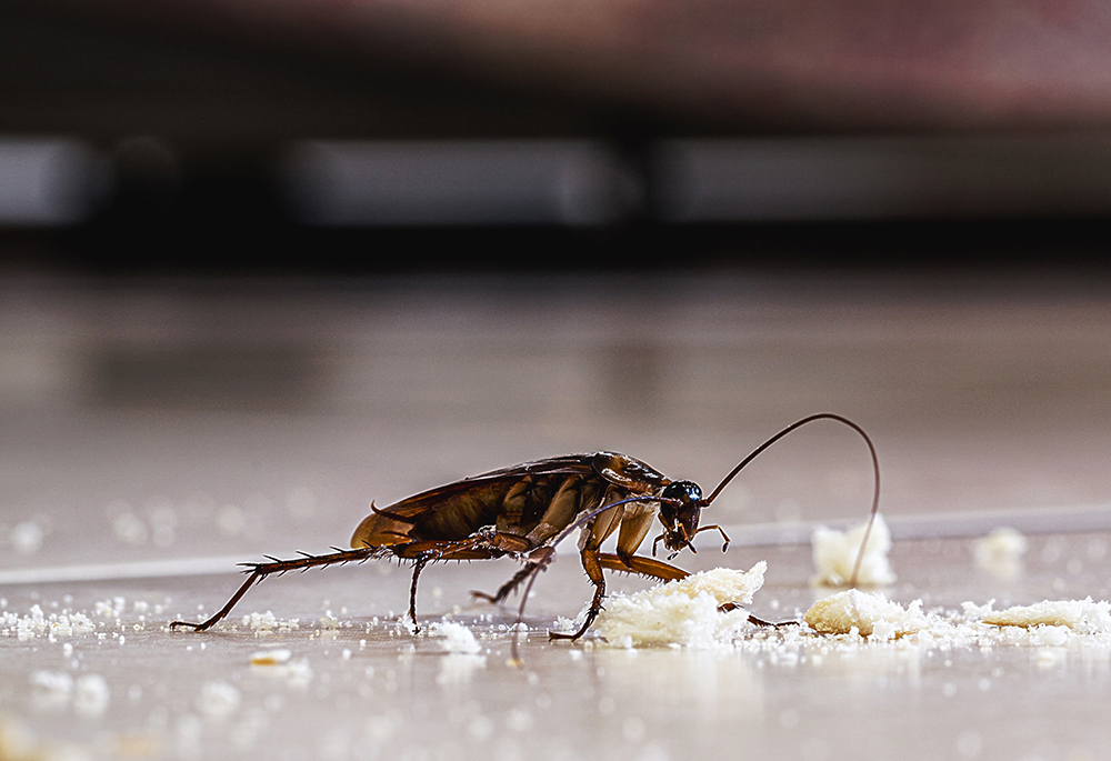 Ordinary American Cockroach - Prime Pest Control Solutions