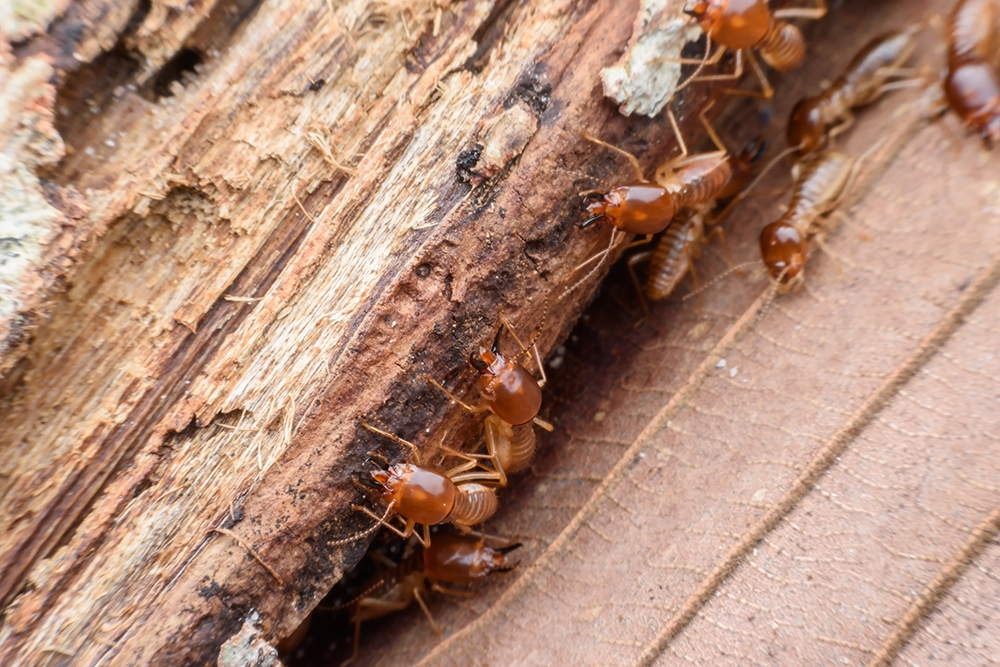 Termites Eating Rotted Wood - Prime Pest Control Solutions