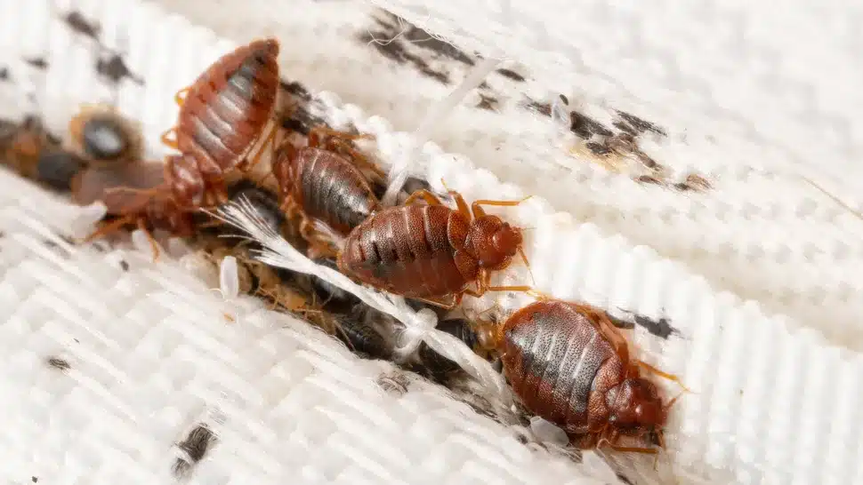 Bed Bugs Removal in Las Vegas, NV