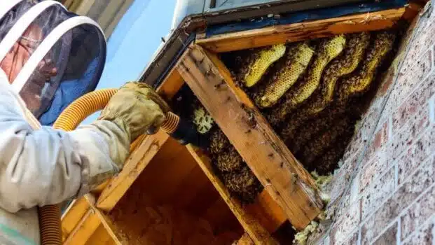 Bee Exterminator in Las Vegas, NV