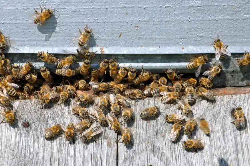Bee Removal in Las Vegas, NV
