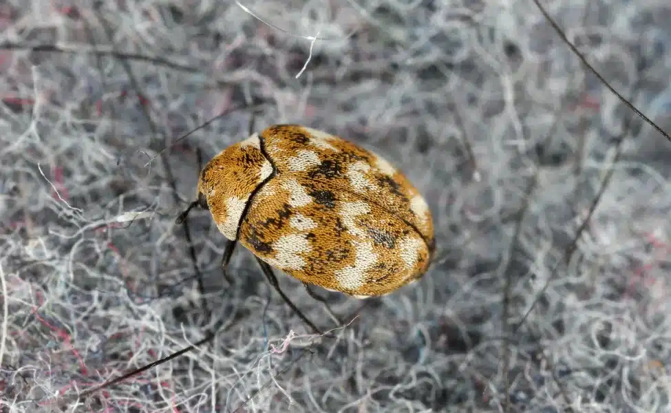 Carpet Beetle Removal in Las Vegas, NV