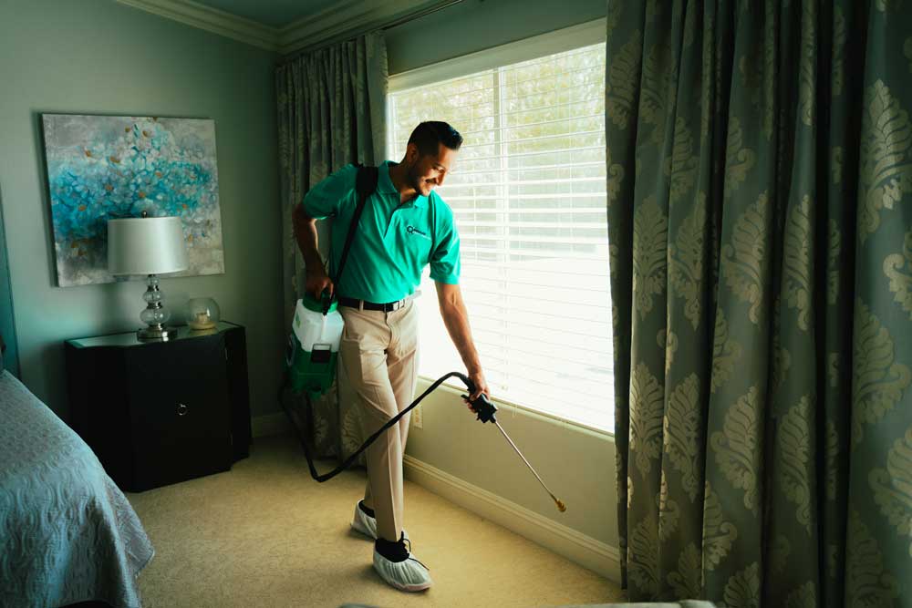 CARPET BEETLE CONTROL IN LAS VEGAS HOME