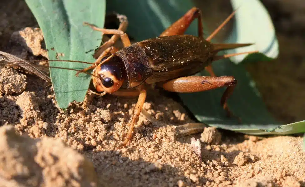 Cricket Pest Control in Las Vegas, NV
