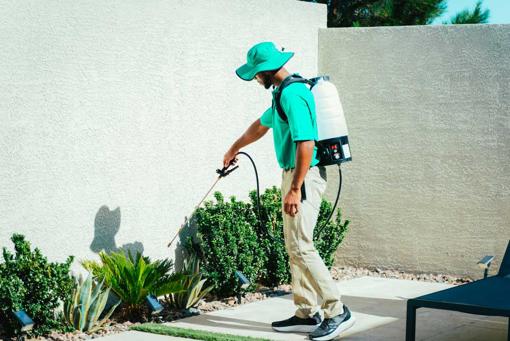Cricket Pest Control Near Me