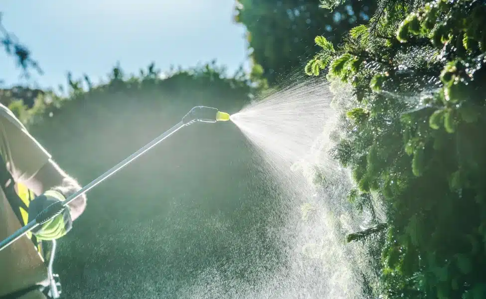 Cricket Pest Control Services in Las Vegas, NV
