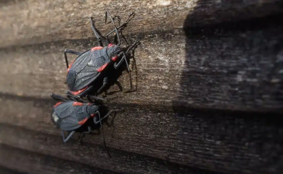 Box Elder Bug Pest Control in Las Vegas, NV