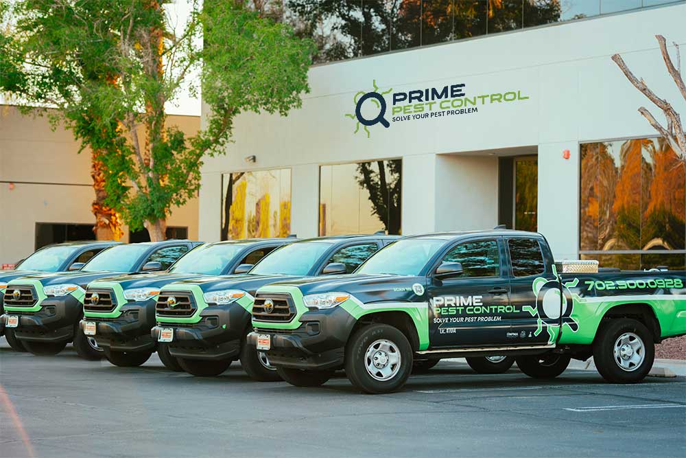 Prime Pest Control Las Vegas