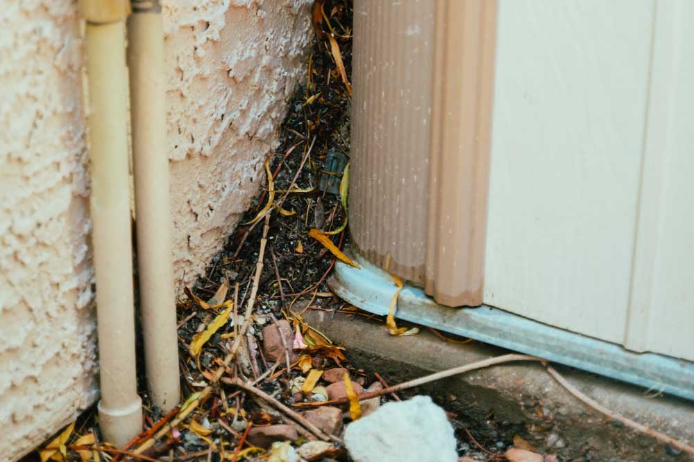 Best Pest Control for Silverfish in Las Vegas, NV