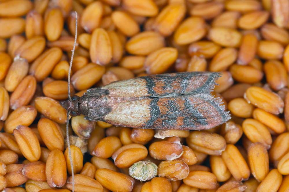 Pantry Pests Control in Las Vegas, NV