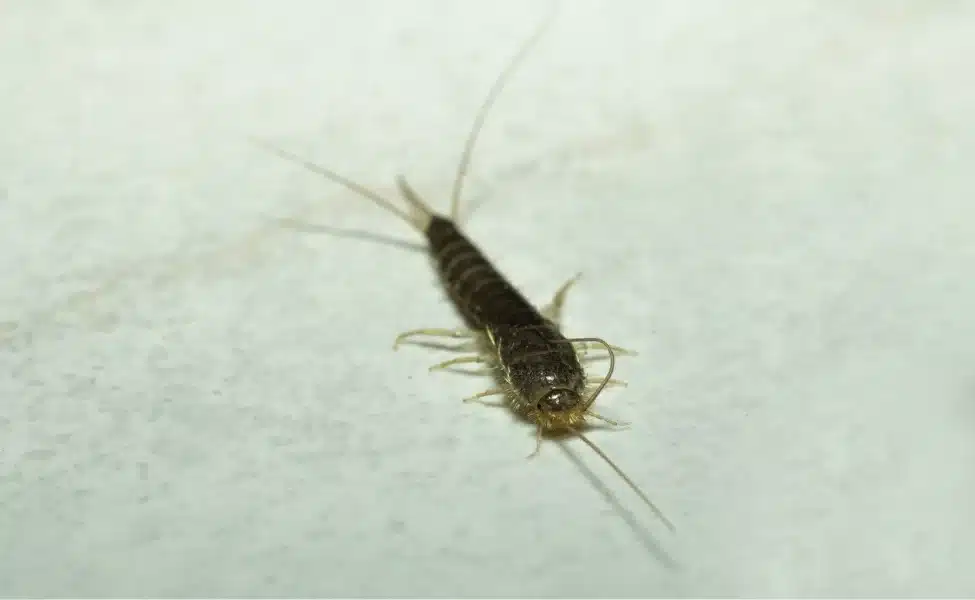 Pest Control Silverfish in Las Vegas, NV