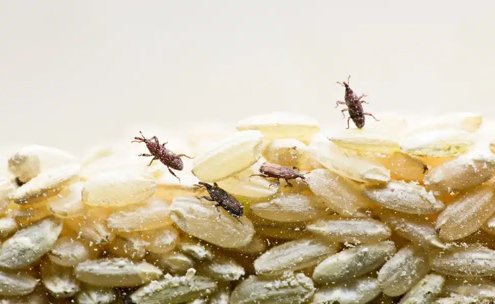 Prime Pantry Pests Control in Las Vegas, NV
