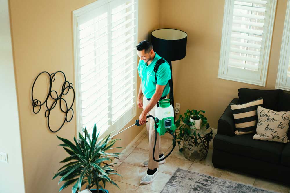 Top Pest Control Company for Silverfish in Las Vegas, NV