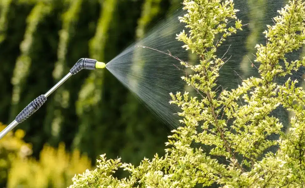 Grasshopper Pest Control Company in Las Vegas, NV