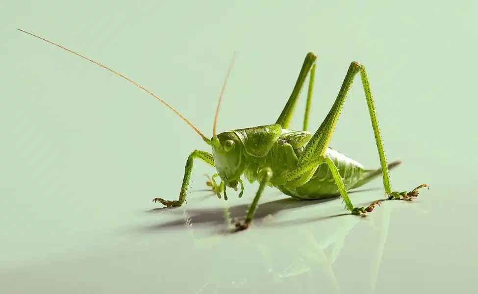 Grasshopper Pest Control in Las Vegas, NV