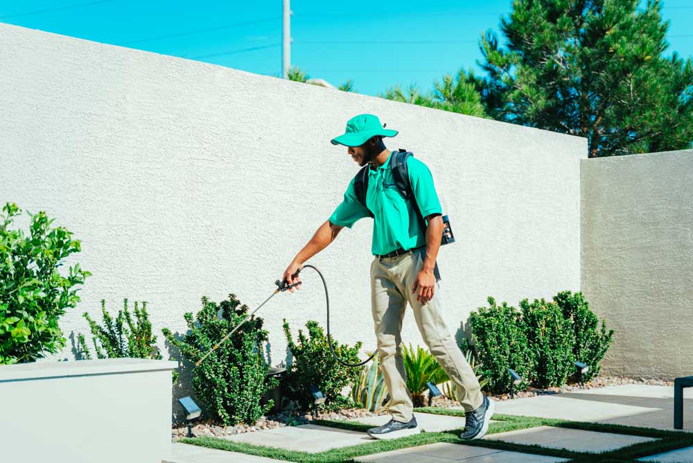 Grasshopper Pest Control Near Me