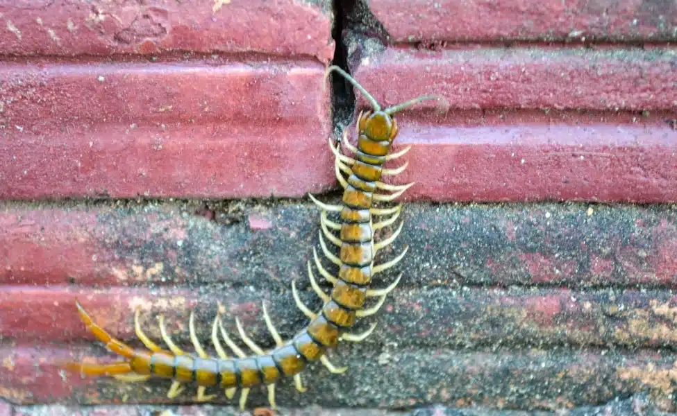Pest Control Centipedes in Las Vegas, NV