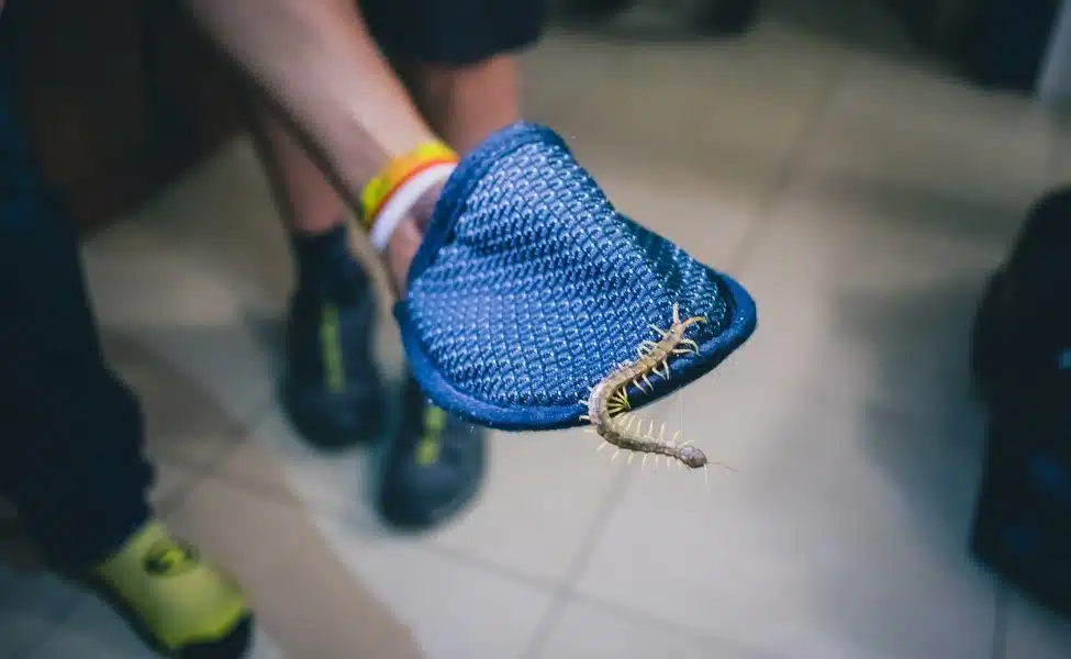 Pest Control Centipedes Near Me