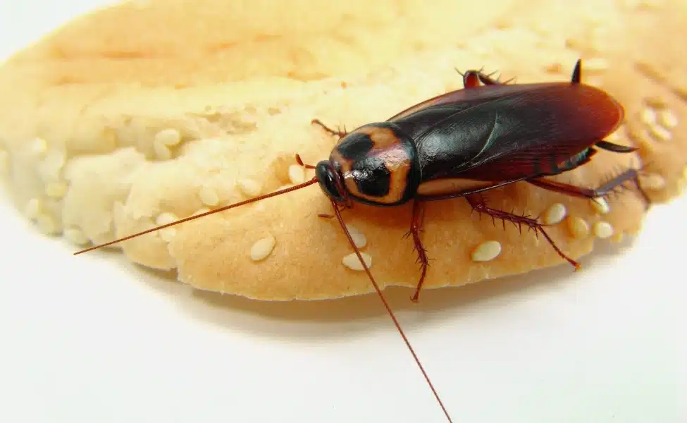 Pest Control Cockroaches in Las Vegas, NV