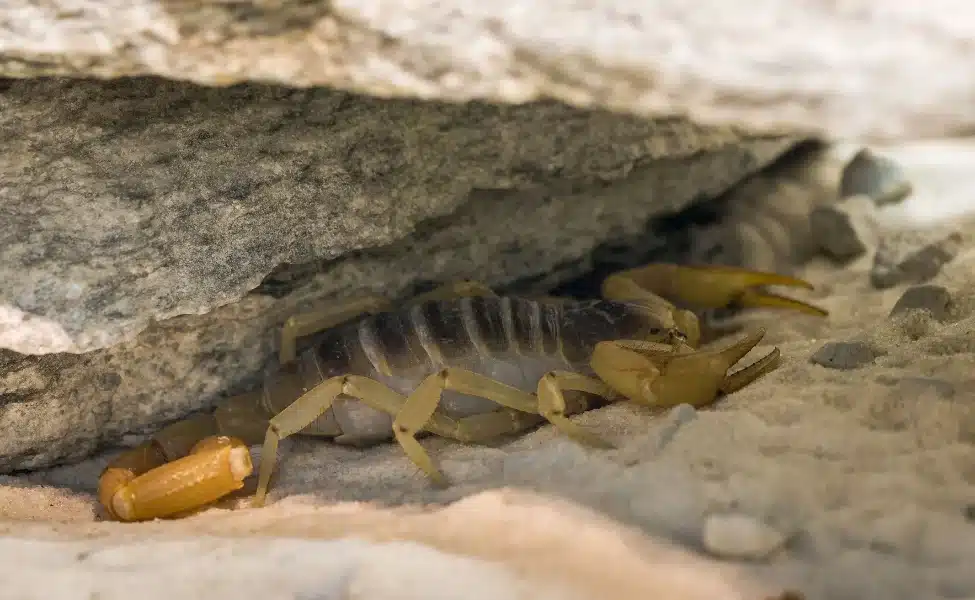 Scorpion Pests Control in Las Vegas, NV