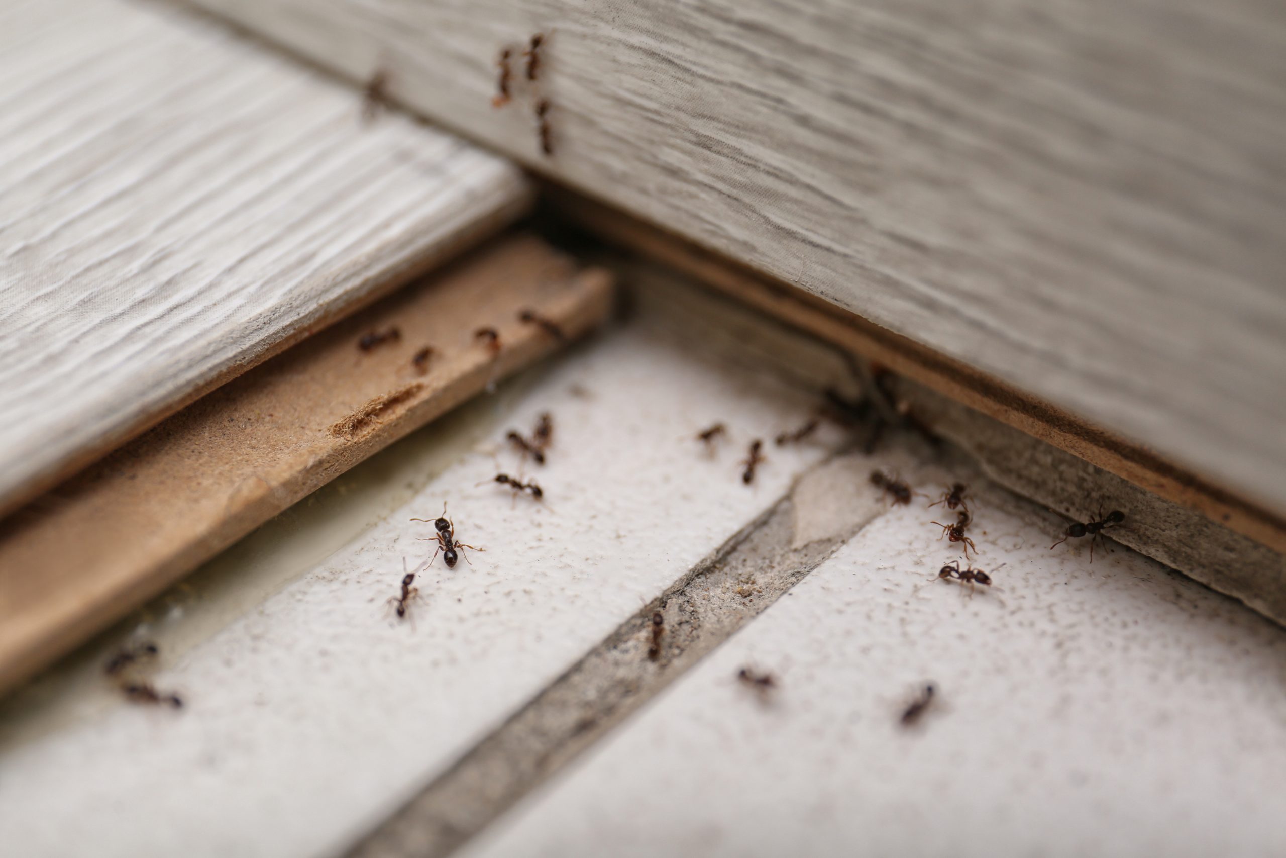 Top 3 natural ant killers for residents in Southern Nevada