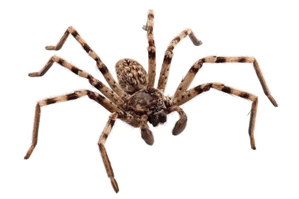 Are wolf spiders dangerous?