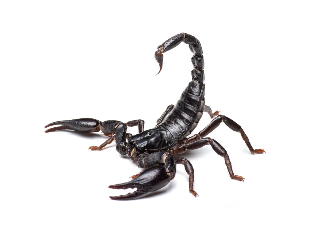 Find out everything you need to know about Bark Scorpions.