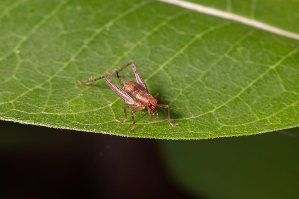 Do crickets bite? Prime Pest Control of Nevada has the answer.